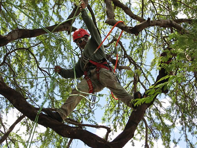 tree-removal-athens-ga